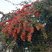 Pyracantha