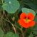 Fleur de Capucine - Tropaeolum majus