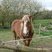 Haflinger