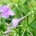 Belle de nuit (mirabilis jalapa)