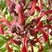 Lobelia tupa (tabac du diable)