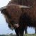 Highland cattle