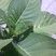 Coccinelle sur un Brugmansia