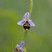 Fleur d'ophrys bourdon - sous réserve