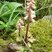 Orobanche minor ?