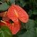 Anthurium