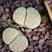 Lithops