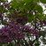 Lilas mauve - Syringa vulgaris