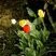 Tulipes horticoles