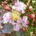 Lilas des Indes (lagerstroemia indica)