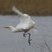 Héron garde-boeufs - Bubulcus ibis