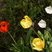 Tulipes horticoles