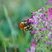 Bombus pascuorum