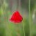 Coquelicot