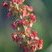 Fleurs de Rumex