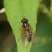 Eristalis pertinax - sous réserve