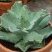 Agave