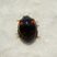 Coccinelle asiatique - adalia bipunctata