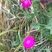 Lychnis coronaria