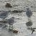 Bécasseaux sanderling