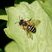 Colletes sp. - sous réserve