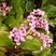 Bergenia rose