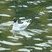 Mouette rieuse à Paris