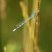 Agrion Porte-Coupe - Enallagma cyathigerum