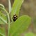 Coccinelle à damier, Propylea quatuordecimpunctata