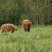 Highland cattle - variété à robe marron