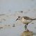 Bécasseau sanderling