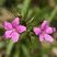 Fleurs d'oeillet armérie