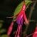 Fuchsia de Magellan