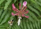 Chèvrefeuille des bois ( Lonicera periclymenum ) et papillon "Ecaille (...)