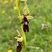 Ophrys mouche