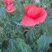 Coquelicot, Papaver rhoeas