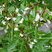 Roquette en fleurs