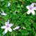 Erodium bec de grue (cicutarium)