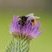 Bombus sp.