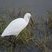 Aigrette garzette