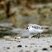 Bécasseau sanderling