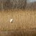 Grande aigrette