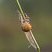 Araneus quadratus