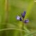 Polygala vulgaris