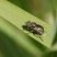 Eristalinus megacephalus - sous réserve