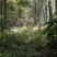 Ambiance forestière en forêt de Phalempin