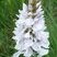 Orchidaceae Orchis - Orchis tacheté