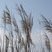 Phragmites