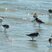 Bécasseaux sanderling