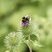 Bombus sp.